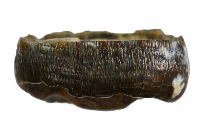 Cretaceous Fossil Alligatoroid (Brachychampsa) Tooth - Wyoming #148822